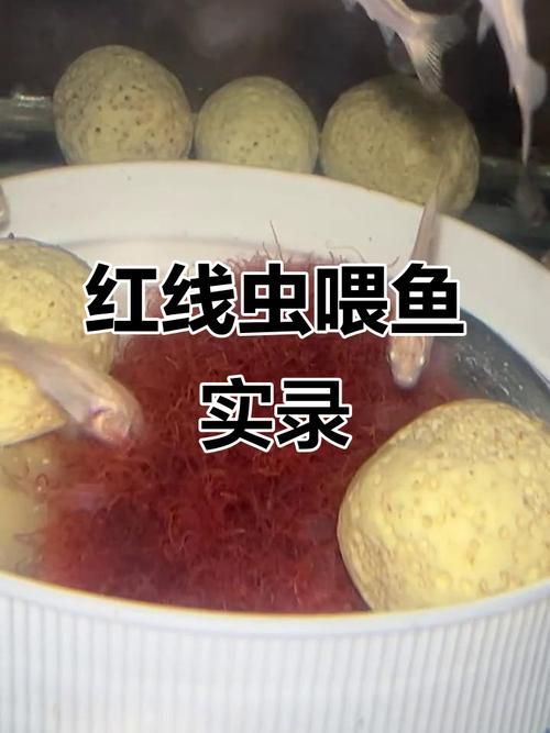 有哪些食物適合龍魚蒙眼恢復期？，龍魚在蒙眼恢復期的飲食管理 有哪些食物適合龍魚蒙眼恢復期？，龍魚在蒙眼恢復期的飲食管理 龍魚百科 第3張