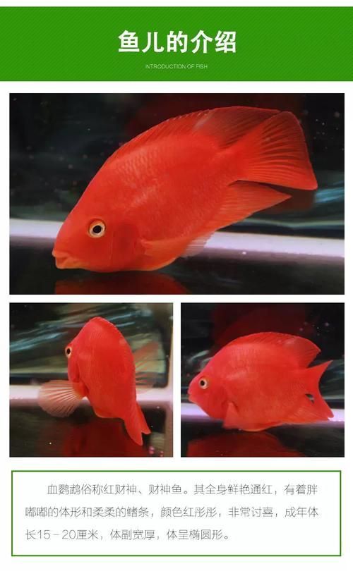 招財(cái)魚的價(jià)格是多少，招財(cái)魚價(jià)格跨度極大，從幾元到上萬(wàn)元不等
