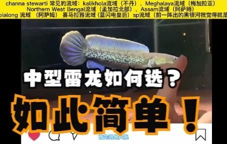如何辨別雷龍魚的品質，雷龍魚如何選購？