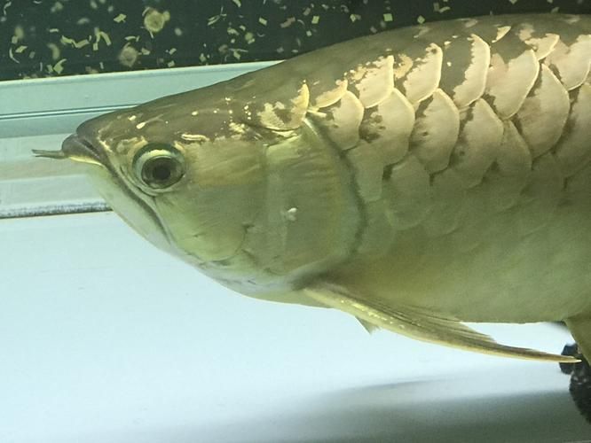 給我一些判斷龍魚鰓蓋卷邊的圖片，判斷龍魚鰓蓋卷邊的圖片示例：龍魚鰓蓋卷邊的圖片示例