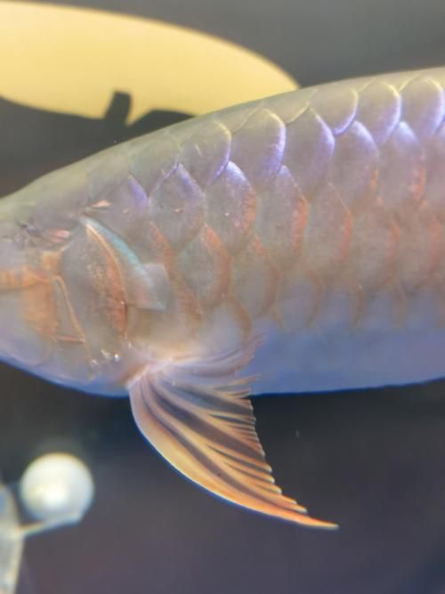 給我一些判斷龍魚鰓蓋卷邊的圖片，判斷龍魚鰓蓋卷邊的圖片示例：龍魚鰓蓋卷邊的圖片示例