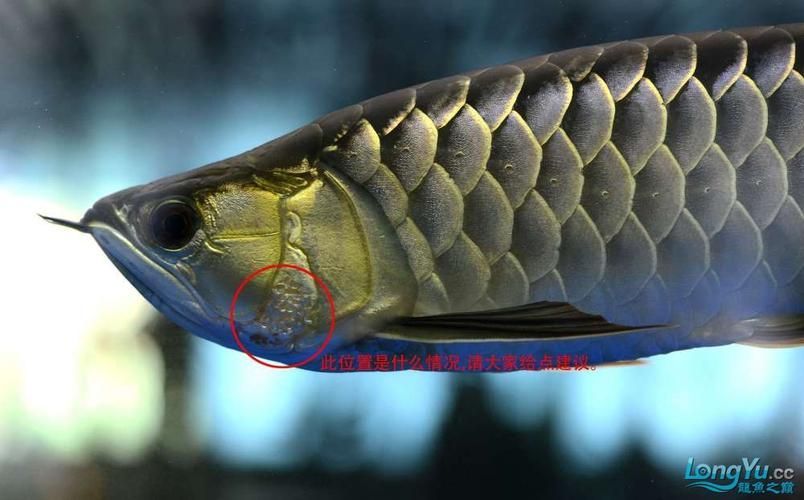 給我一些判斷龍魚鰓蓋卷邊的圖片，判斷龍魚鰓蓋卷邊的圖片示例：龍魚鰓蓋卷邊的圖片示例