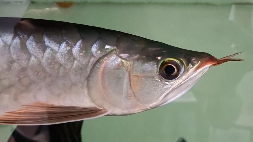 給我一些判斷龍魚鰓蓋卷邊的圖片，判斷龍魚鰓蓋卷邊的圖片示例：龍魚鰓蓋卷邊的圖片示例