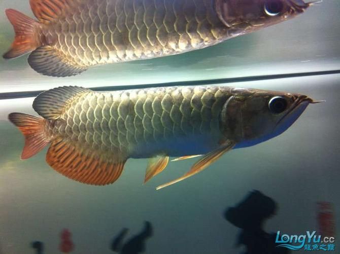 給我一些判斷龍魚鰓蓋卷邊的圖片，判斷龍魚鰓蓋卷邊的圖片示例：龍魚鰓蓋卷邊的圖片示例