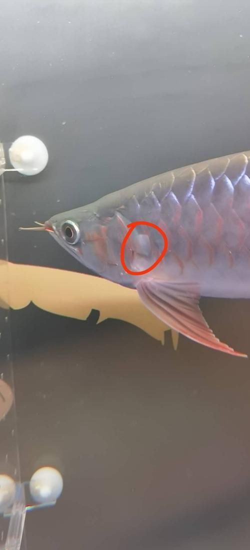 給我一些判斷龍魚鰓蓋卷邊的圖片，判斷龍魚鰓蓋卷邊的圖片示例：龍魚鰓蓋卷邊的圖片示例