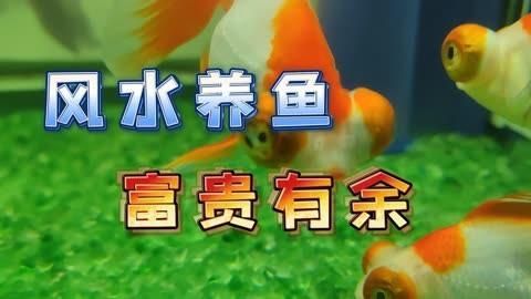 養魚數量如何影響運勢，——養魚數量與養魚數量與養魚數量