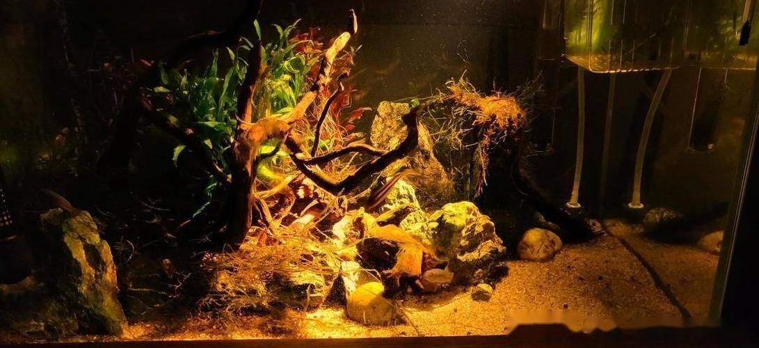如何調節龍魚缸的pH值？，北京龍魚缸ph值調節ph值調節ph值的重要性和影響范圍