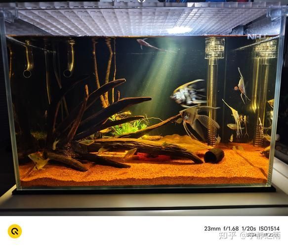 如何調(diào)節(jié)龍魚(yú)缸的pH值？，北京龍魚(yú)缸ph值調(diào)節(jié)ph值調(diào)節(jié)ph值的重要性和影響范圍
