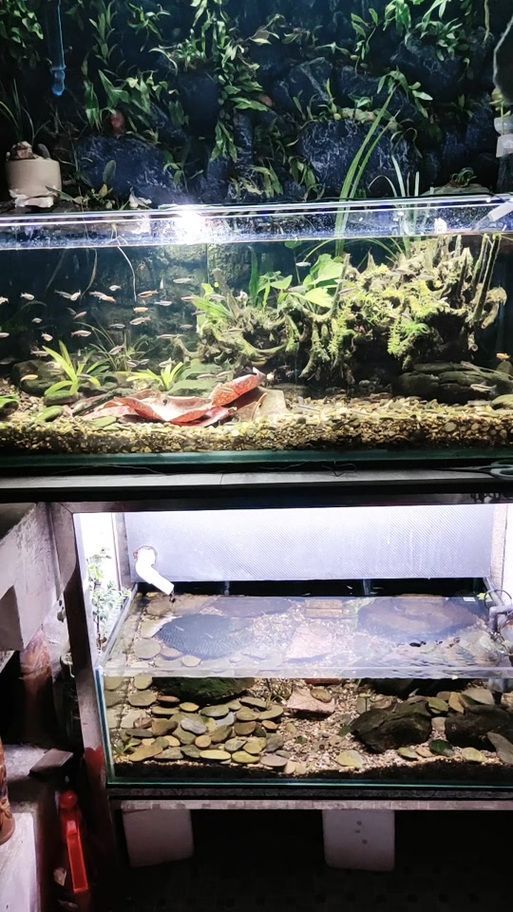 如何調(diào)節(jié)龍魚(yú)缸的pH值？，北京龍魚(yú)缸ph值調(diào)節(jié)ph值調(diào)節(jié)ph值的重要性和影響范圍