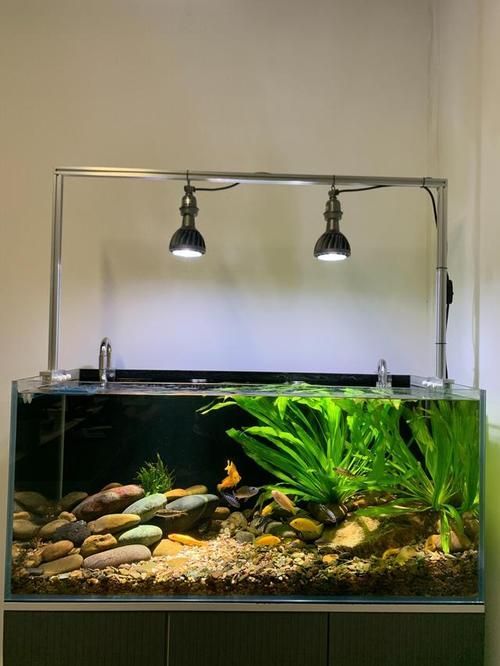 如何調整魚缸光照的強度，如何調整魚缸光照強度