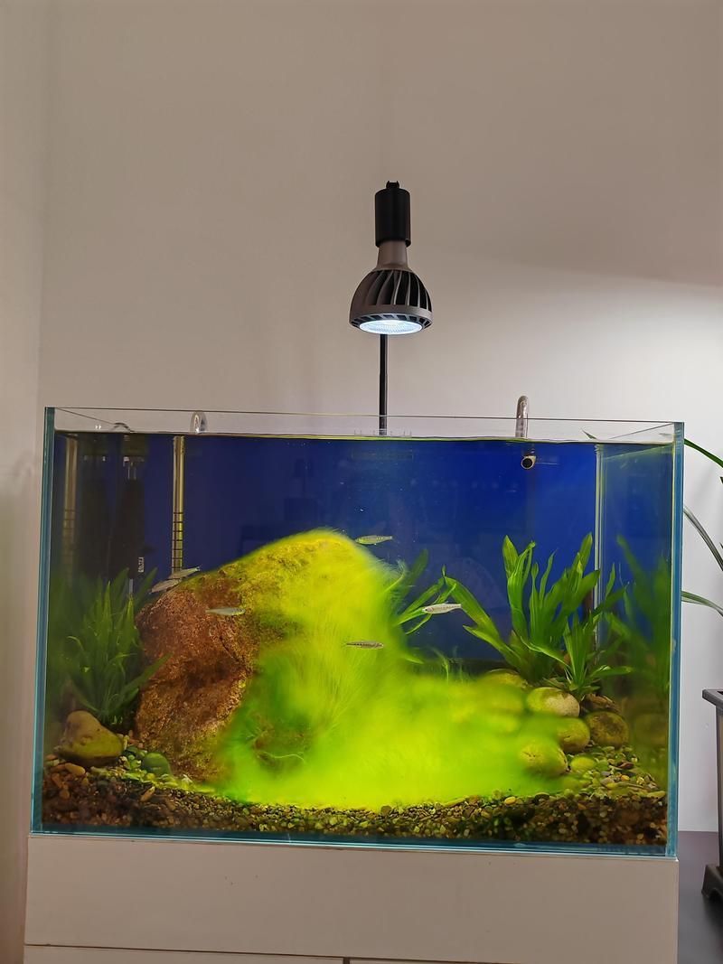 如何調整魚缸光照的強度，如何調整魚缸光照強度