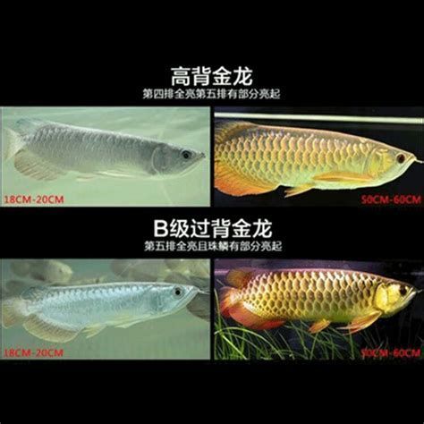 金龍魚哪個品種最具有觀賞價值？，最具觀賞價值的金龍魚品種 金龍魚哪個品種最具有觀賞價值？，最具觀賞價值的金龍魚品種 龍魚百科 第1張