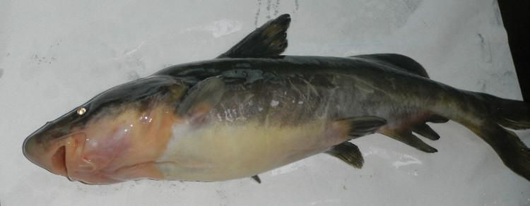 淮南龍魚哪個品種最受歡迎，淮南龍魚哪個品種最受歡迎淮南龍魚哪個品種最受歡迎