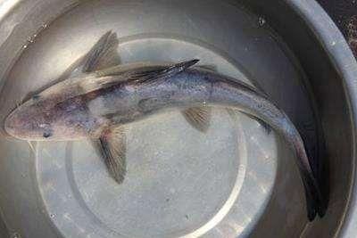 淮南龍魚哪個品種最受歡迎，淮南龍魚哪個品種最受歡迎淮南龍魚哪個品種最受歡迎