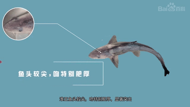 淮南龍魚哪個品種最受歡迎，淮南龍魚哪個品種最受歡迎淮南龍魚哪個品種最受歡迎