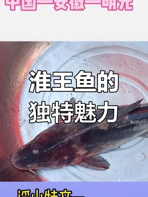 淮南龍魚哪個品種最受歡迎，淮南龍魚哪個品種最受歡迎淮南龍魚哪個品種最受歡迎