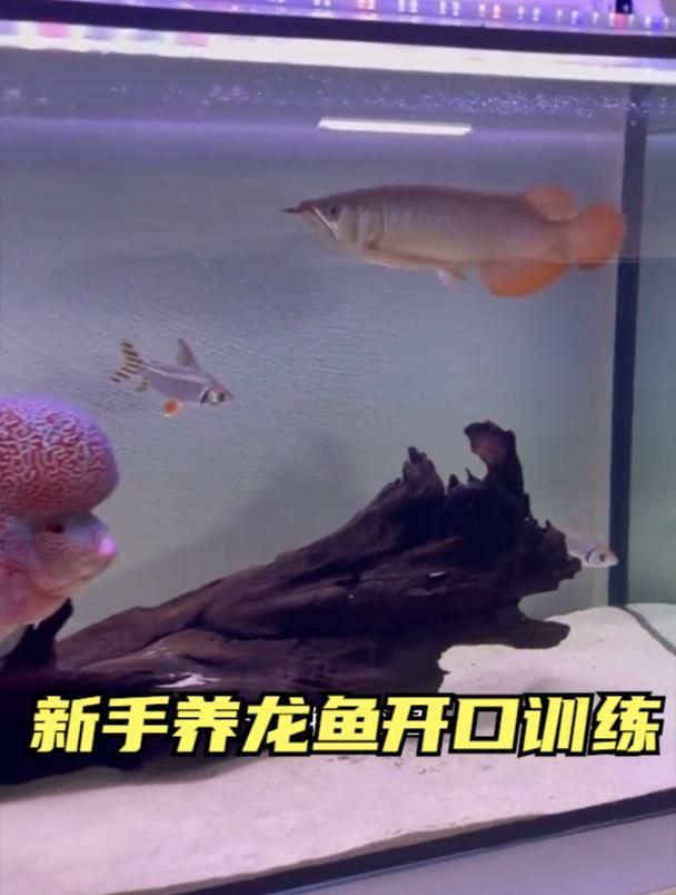 龍魚(yú)拒食后如何重新開(kāi)口，龍魚(yú)拒食怎么辦？ 龍魚(yú)拒食后如何重新開(kāi)口，龍魚(yú)拒食怎么辦？ 龍魚(yú)百科 第3張