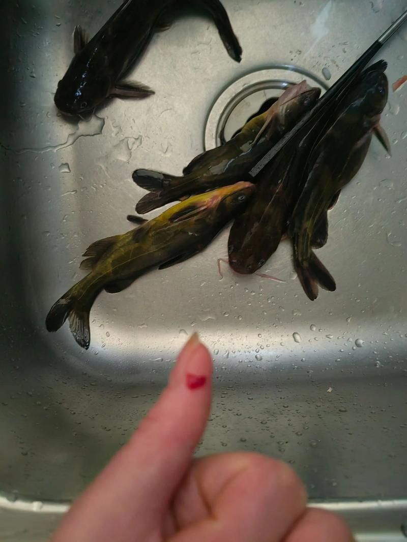 龍魚被咬了最忌三種東西，龍魚被咬后最忌三種東西