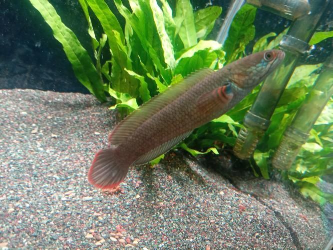 給我一些龍魚(yú)增色的食物圖片，魚(yú)增色食物富集昆蟲(chóng)如蟋蟀、面包蟲(chóng)為主
