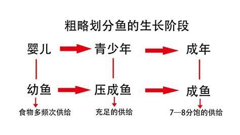 如何判斷龍魚小苗是否需要喂食？，如何判斷龍魚小苗是否需要喂食