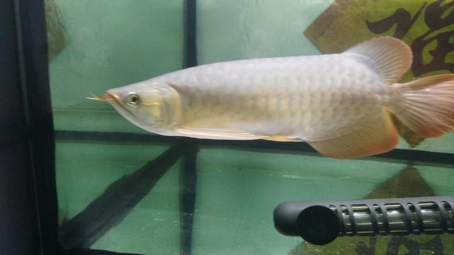 還有哪些泗水龍魚品牌值得推薦 還有哪些泗水龍魚品牌值得推薦 龍魚百科 第2張