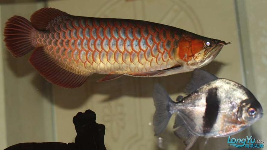 還有哪些泗水龍魚品牌值得推薦 還有哪些泗水龍魚品牌值得推薦 龍魚百科 第4張