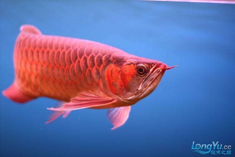 還有哪些泗水龍魚品牌值得推薦 還有哪些泗水龍魚品牌值得推薦 龍魚百科 第3張