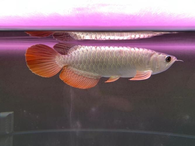 給我一些判斷龍魚側游是否嚴重的圖片,判斷龍魚側游是否嚴重的圖片示例 龍魚百科 第2張 給我一些判斷龍魚側游是否嚴重的圖片,判斷龍魚側游是否嚴重的圖片示例 給我一些判斷龍魚側游是否嚴重的圖片,判斷龍魚側游是否嚴重的圖片示例 龍魚百科 第2張