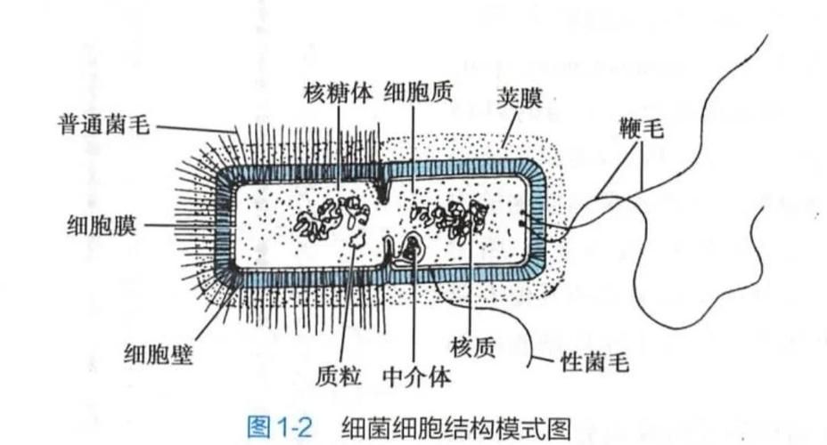 能提供更多細菌和真菌的鑒別要點嗎，arxiv論文助手arxiv論文助手arxiv論文助手