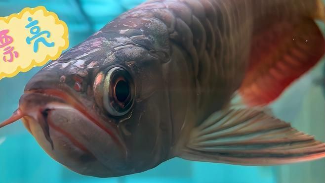 有哪些方法可以加速龍魚適應新缸，加速龍魚適應新缸的方法