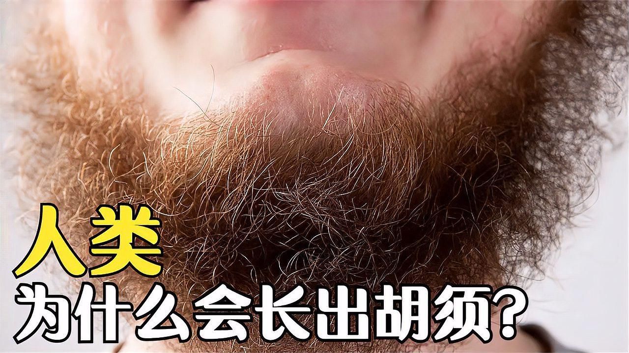 先天性須和后天性須哪個更有價值，人類為什么會長胡須