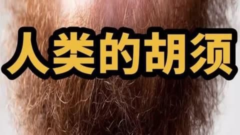 先天性須和后天性須哪個更有價值，人類為什么會長胡須