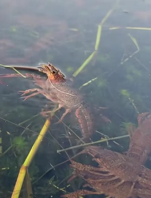 哪些食物有助于預防龍魚爛鰓，arxiv論文助手可輔助查找是否有水產營養學或觀賞魚