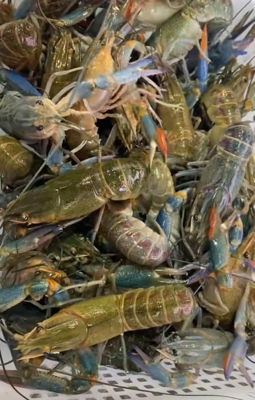 哪些食物有助于預防龍魚爛鰓，arxiv論文助手可輔助查找是否有水產營養學或觀賞魚