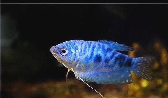 給我一張更清晰的藍曼龍魚公母對照圖,藍曼龍魚公母對照圖 龍魚百科 第3張 給我一張更清晰的藍曼龍魚公母對照圖,藍曼龍魚公母對照圖 給我一張更清晰的藍曼龍魚公母對照圖,藍曼龍魚公母對照圖 龍魚百科 第3張