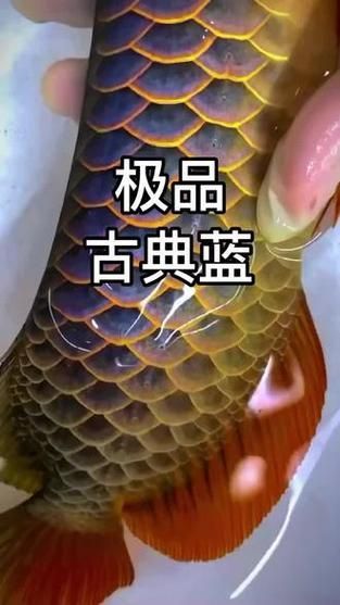 小金龍魚有哪些品種，小金龍魚品種對照表