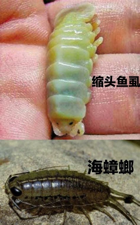 龍魚(yú)寄生蟲(chóng)最怕三樣?xùn)|西，龍魚(yú)“最怕”的三樣?xùn)|西