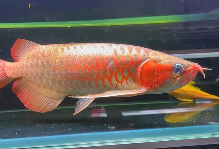 給我更多大湖紅龍魚的圖片，大湖紅龍魚的價格是多少大湖紅龍魚的價格是多少