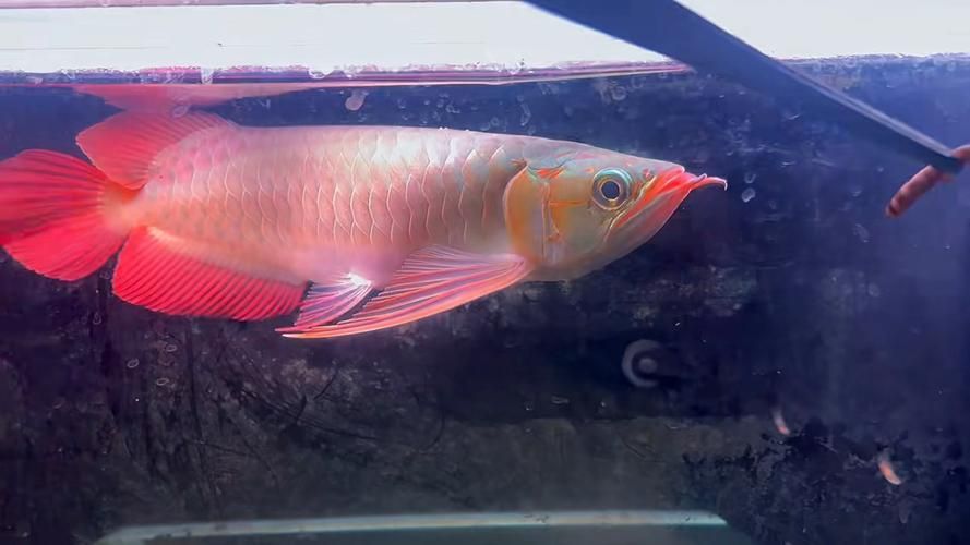 給我更多大湖紅龍魚的圖片，大湖紅龍魚的價格是多少大湖紅龍魚的價格是多少