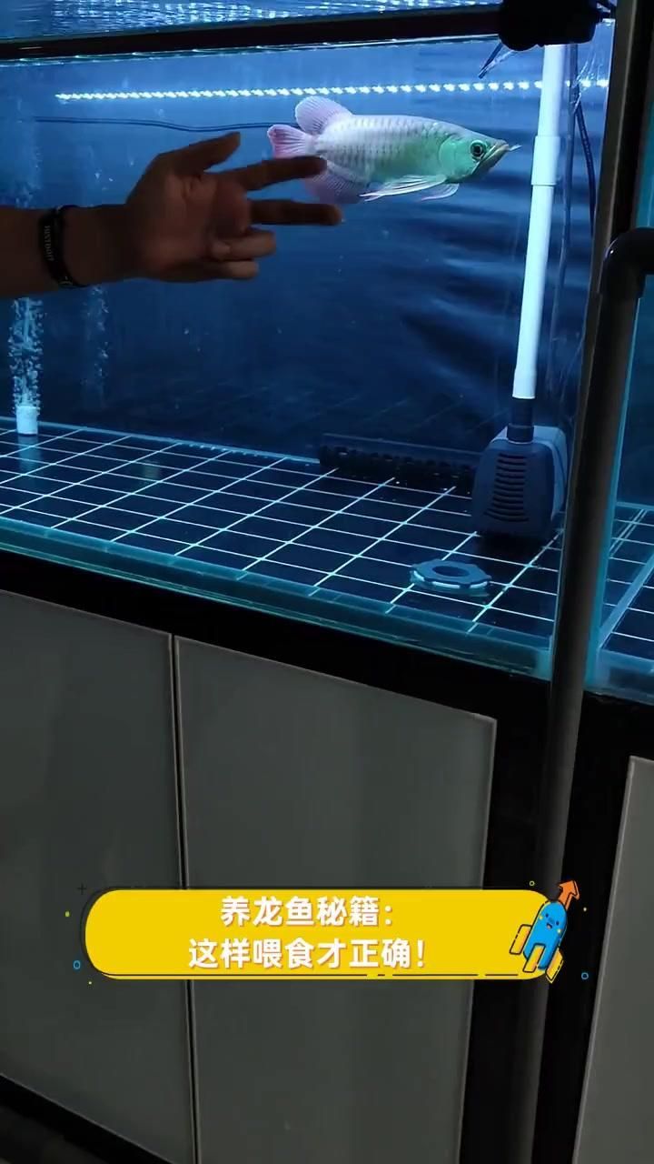 30公分龍魚一次喂多少合適，30公分左右的龍魚正處于亞成期是生長速度較快、體型和發色逐漸定型的關鍵階段