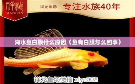龍魚眼睛白膜修復需要多久？，龍魚白膜修復詳解