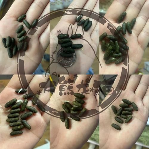 龍貓的消化系統(tǒng)異常有哪些癥狀，龍貓（倉鼠（倉鼠的一種）消化系統(tǒng)異常的權(quán)威醫(yī)學癥狀