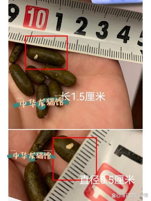 龍貓的消化系統(tǒng)異常有哪些癥狀，龍貓（倉鼠（倉鼠的一種）消化系統(tǒng)異常的權(quán)威醫(yī)學癥狀