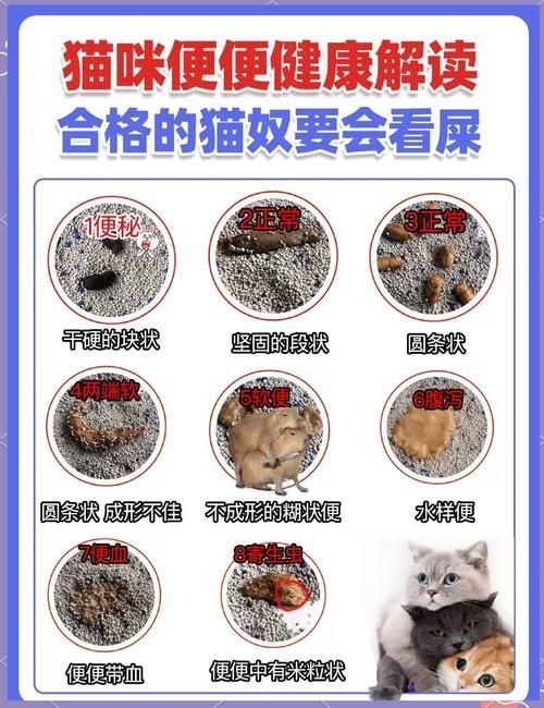 龍貓的消化系統(tǒng)異常有哪些癥狀，龍貓（倉鼠（倉鼠的一種）消化系統(tǒng)異常的權(quán)威醫(yī)學癥狀