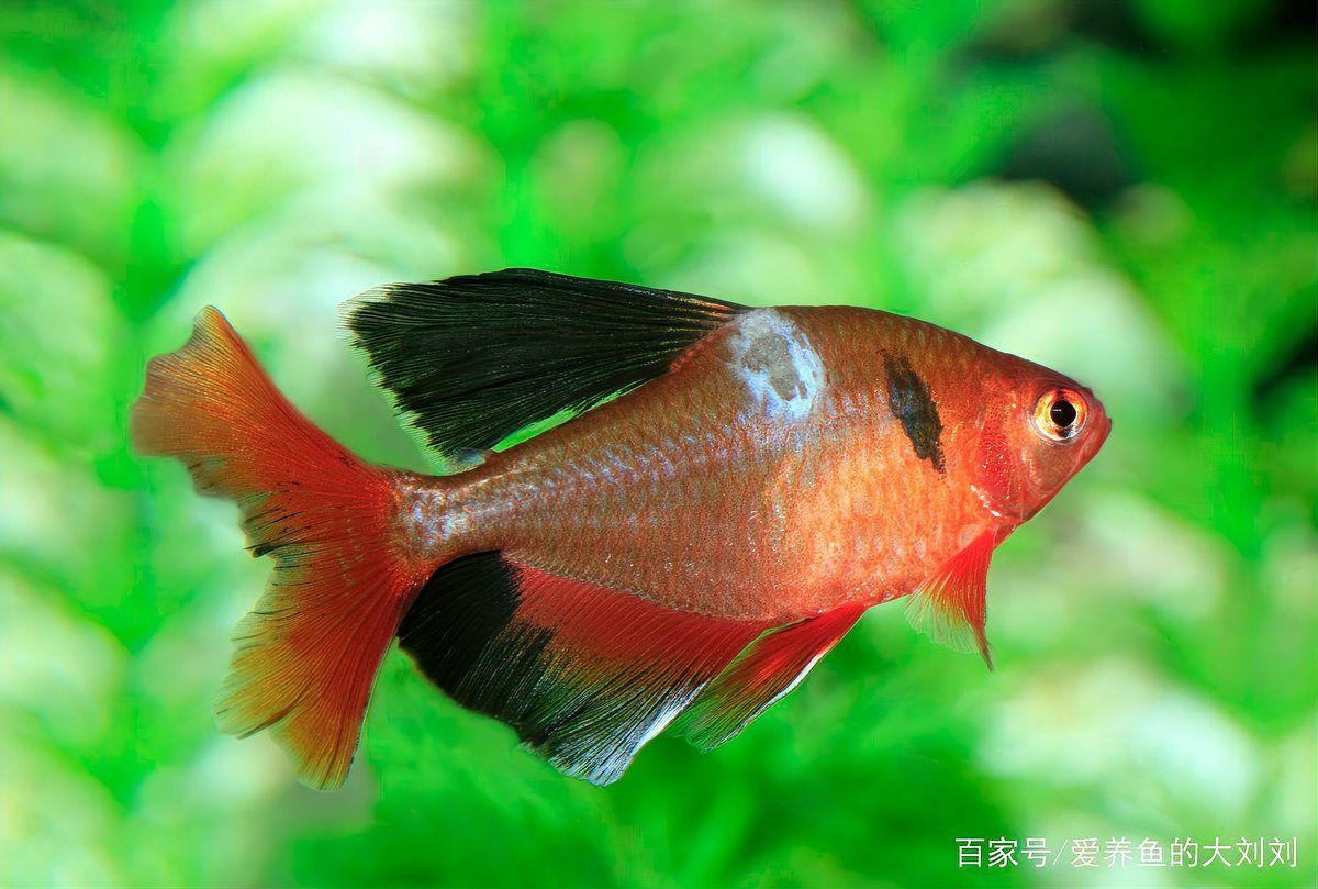 水霉病有哪些治療方法，水霉病怎么治療