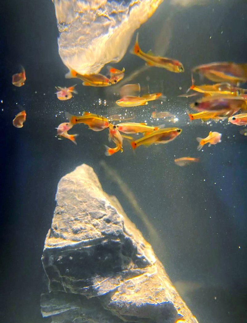 水霉病有哪些治療方法，水霉病怎么治療