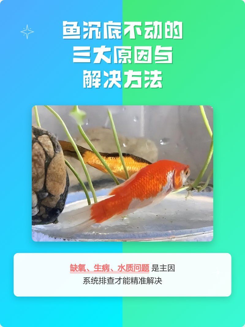 魚(yú)沉底不動(dòng)怎么辦，抗菌藥+升溫+靜養(yǎng)組合方案