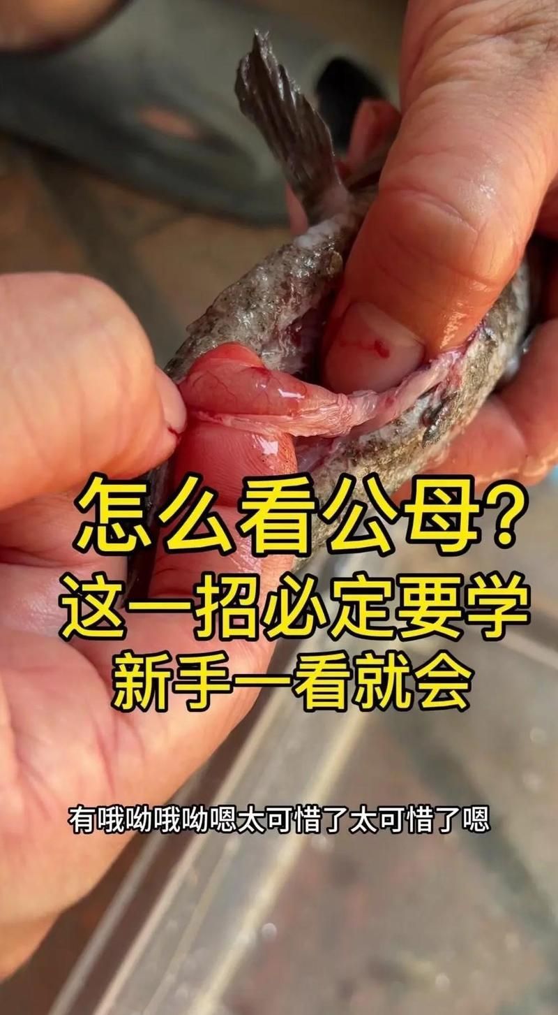 魚(yú)沉底不動(dòng)怎么辦，抗菌藥+升溫+靜養(yǎng)組合方案