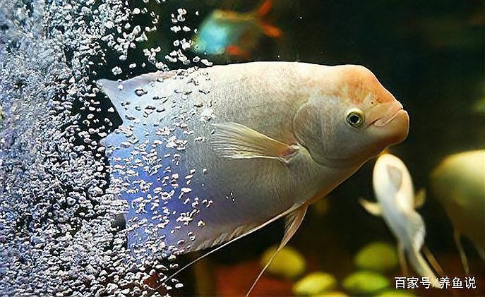 有哪些中草藥可以輔助預(yù)防銀龍魚潰爛，如何判斷銀龍魚是否患有潰爛病