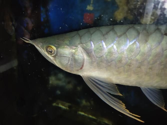 給我一些龍魚魚鱗充血的圖片示例，龍魚魚鱗充血怎么辦